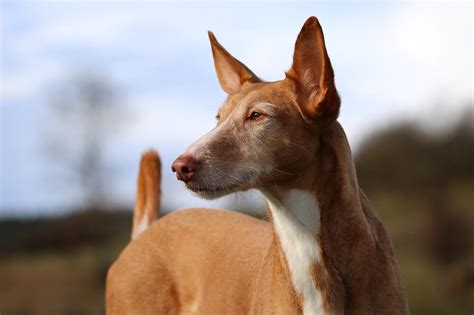 podenco portugues venta|types of podencos.